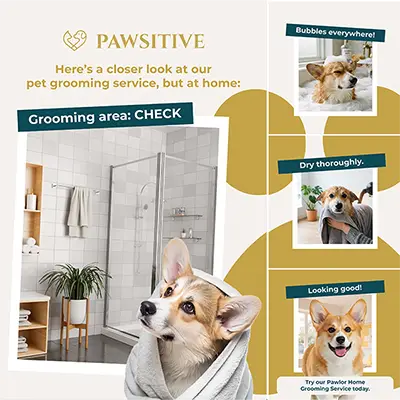 Pawsitive promotional pet care social content